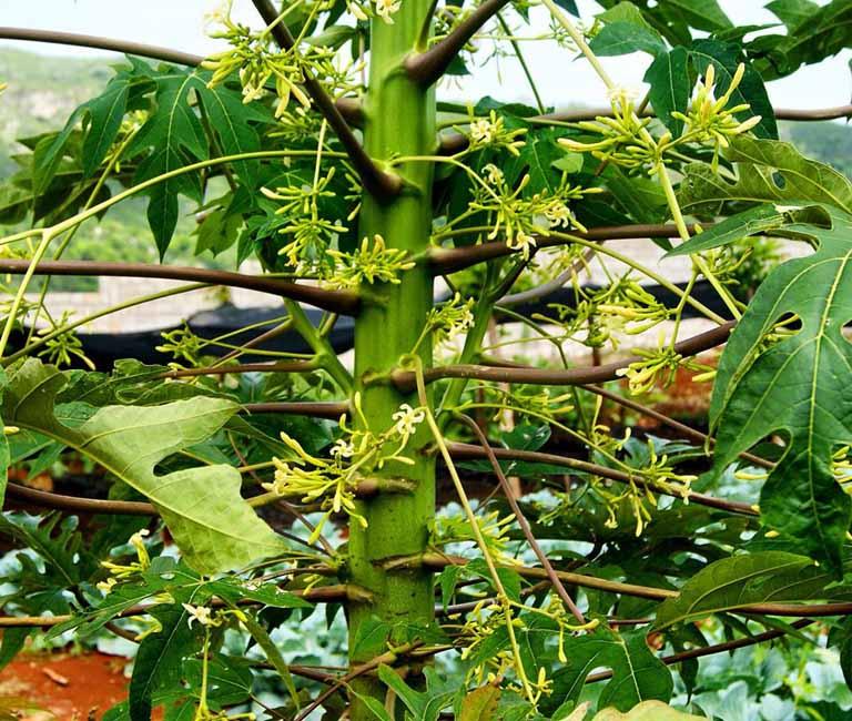 Cây Giống Đu Đủ Đực cấy mô