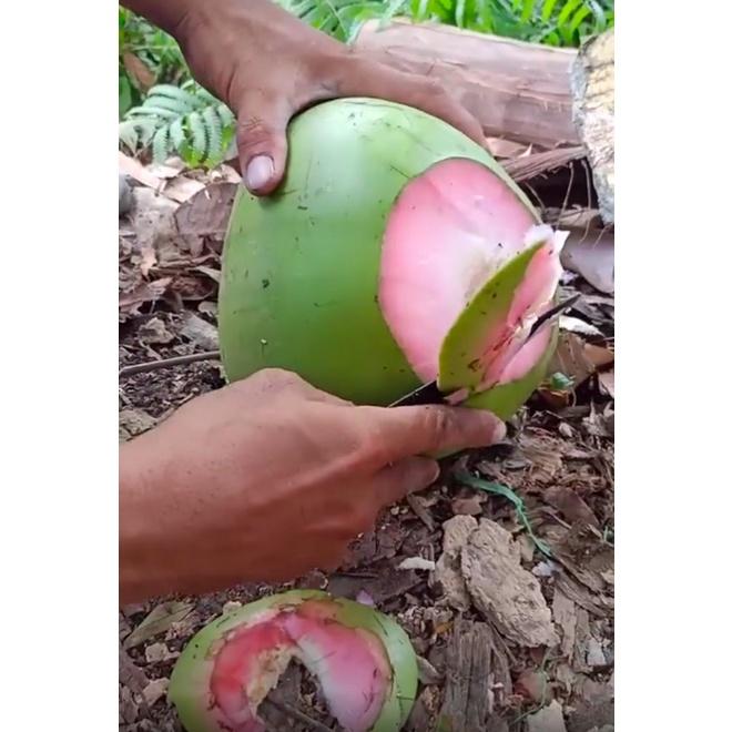 Cây giống dừa xiêm xanh ruột hồng
