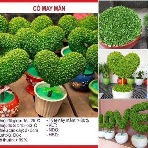 Hạt giống cỏ may mắn - 1 gói 100 hạt