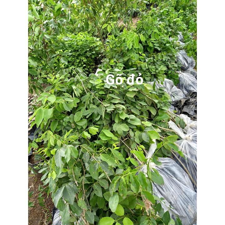500 gram hạt giống cà te, gõ đỏ