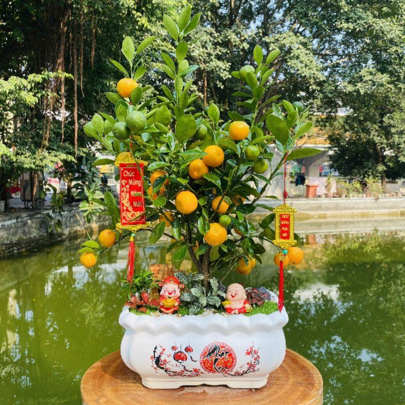 Chậu quất tiểu cảnh tài lộc chưng Tết - cây quất cảnh phối tiểu cảnh tài lộc để bàn