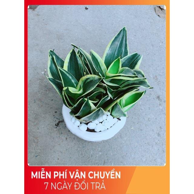 Chậu Lưỡi Hổ Thái