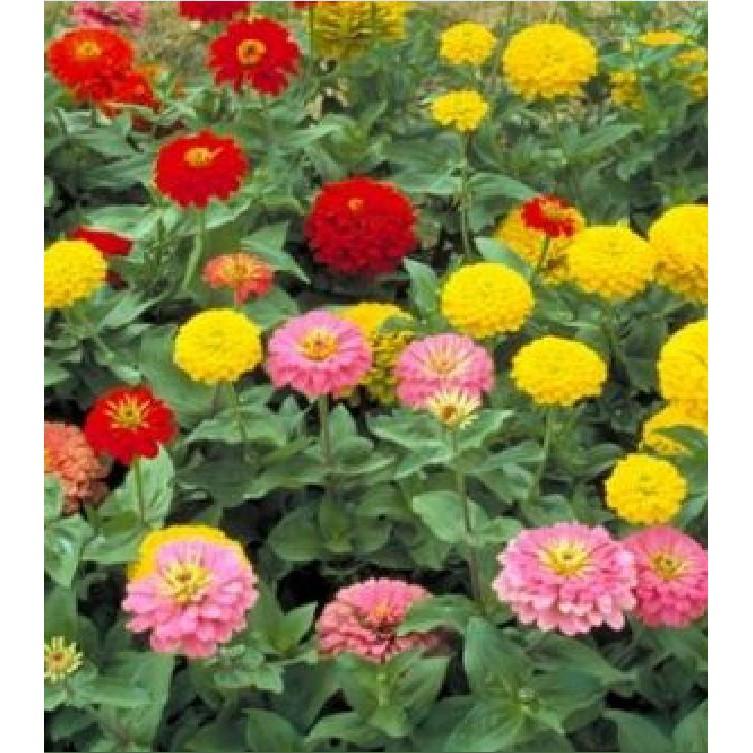 Hạt Giống Hoa Cúc SuSi Nhiều Màu - 50Hạt/gói