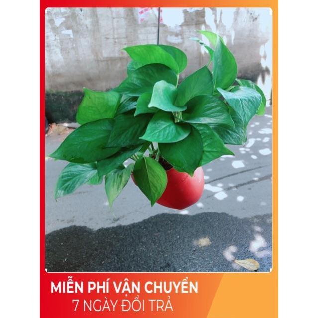 Chậu Trầu Bà Thái