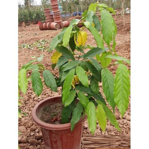 Cây Hoàng Lan Hoa Vàng Siêu Thơm 60cm 981