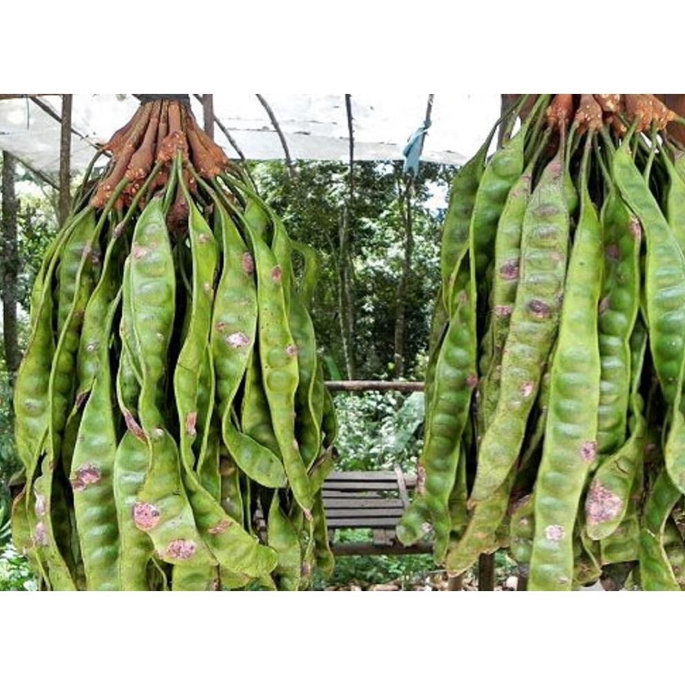 CHẬU CÂY GIỐNG CÂY BỒ KẾT + Tặng 01 cây dâu da đất