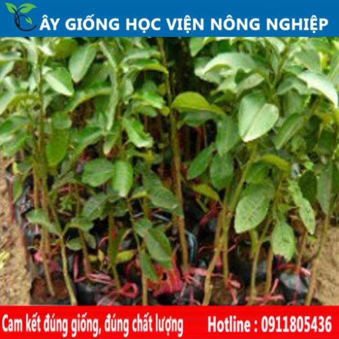 Sản phẩm Cây Ăn Trái cây giống bưởi diễn