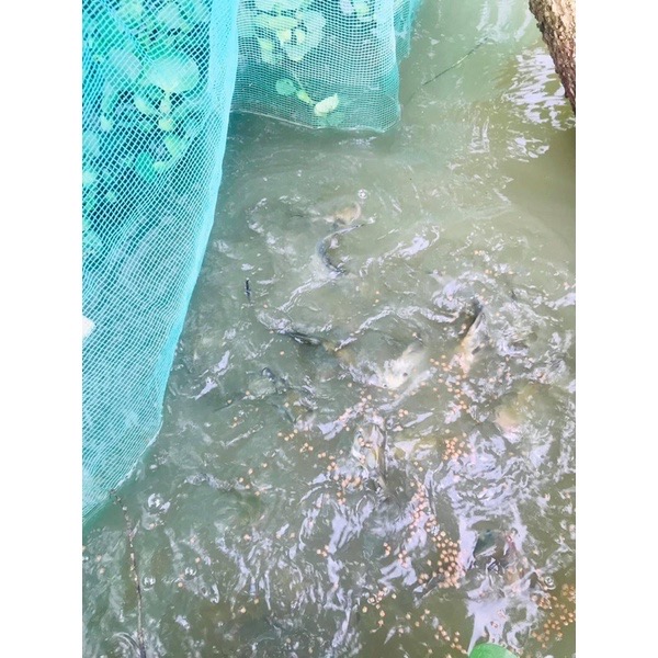 Mùng _Dèo_Vèo_Tráng nuôi cá, ếch 2m x 4m x 2m