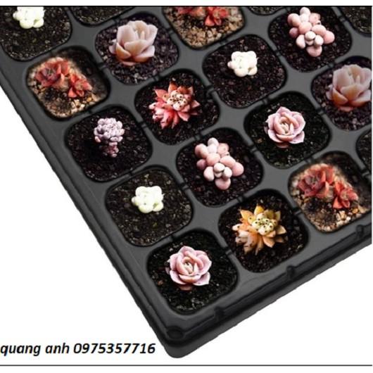 KHAY GIEO HẠT GIỐNG 72 lỗ - Set 10 cái