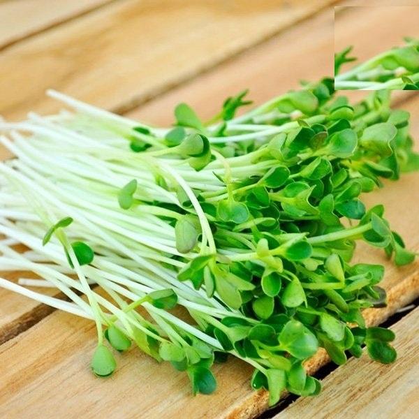 Hạt giống Mầm cải xanh đà lạt–Gói 50gram
