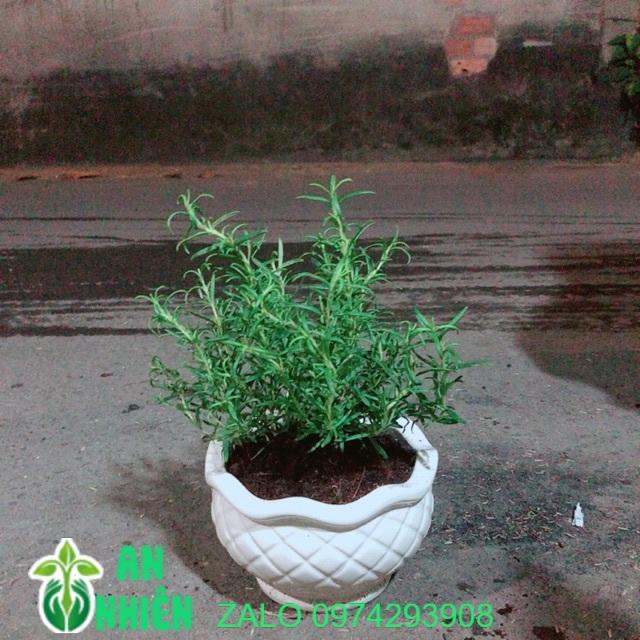 Chậu Cây Hương Thảo