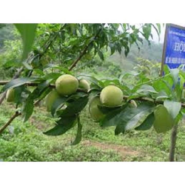 CÂY GIỐNG ĐÀO ĂN MỎ QUẠ SAPA