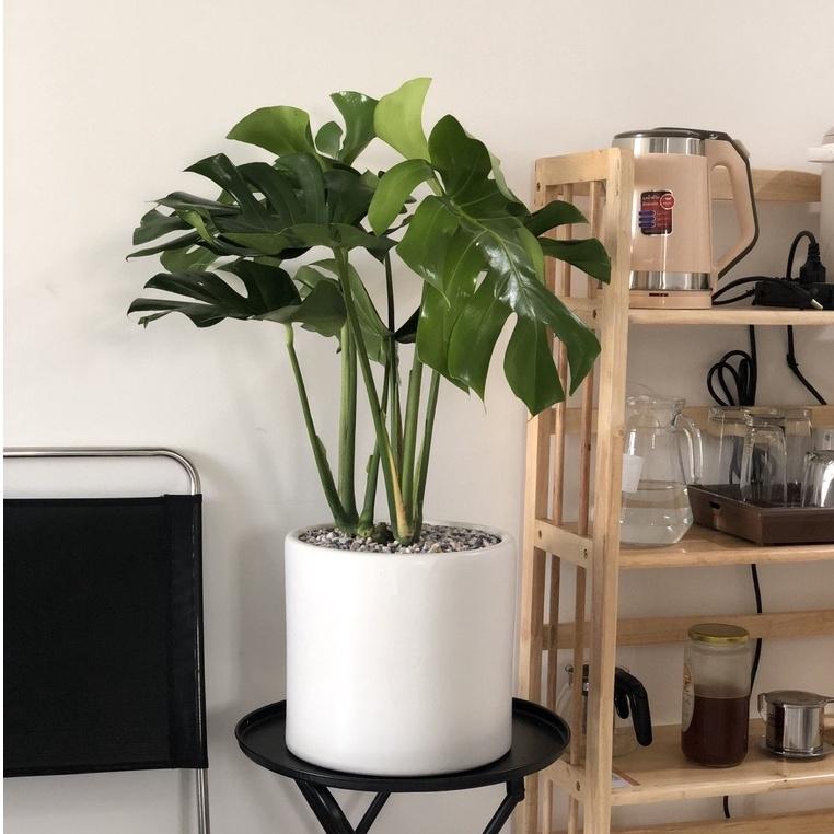 Cây Monstera Deliciosa Trầu Bà Lá Xẻ