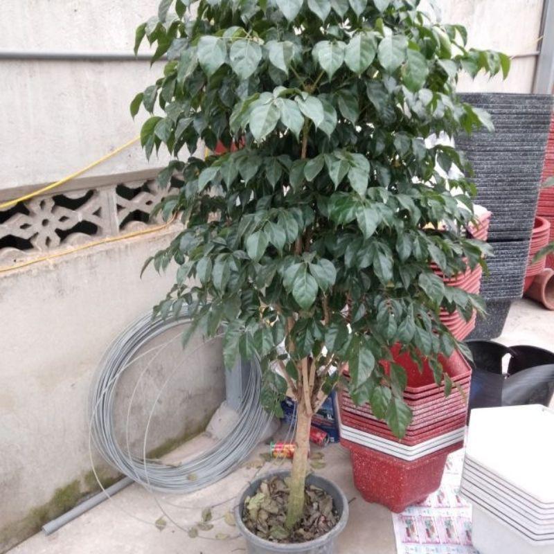 Cây hạnh phúc một thân y hình cao 2.2m