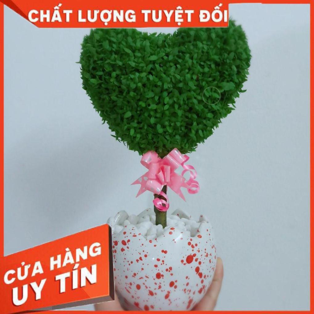 Chậu cây may mắn trái tim Nhiều Người Mua