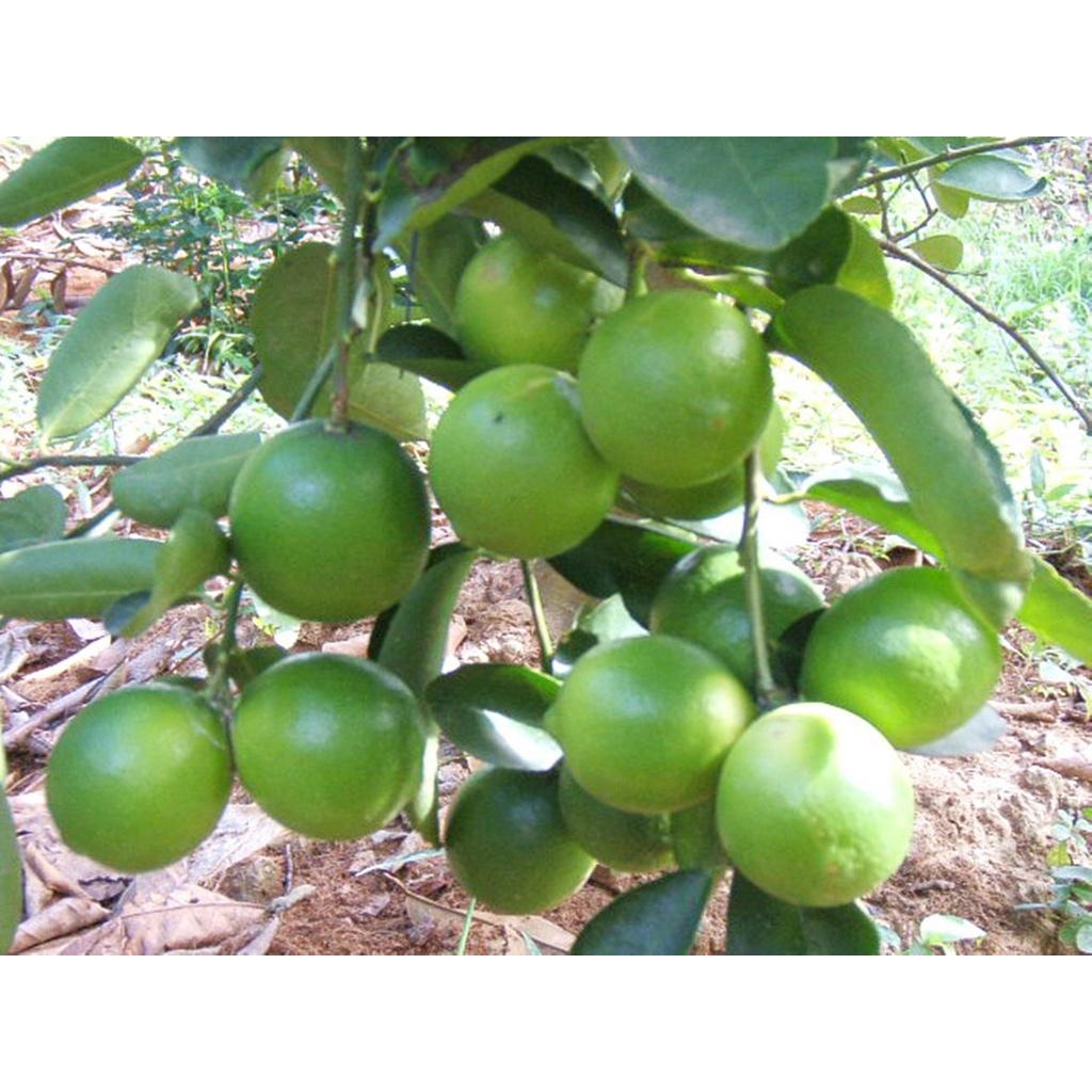 Cây Giống Chanh Giấy siêu sớm