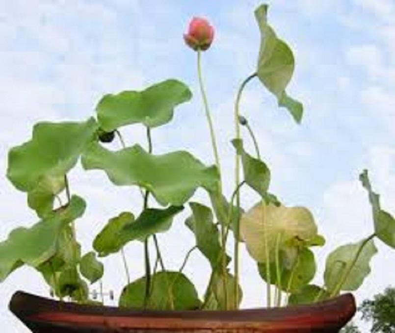 Sen nhật mini đủ màu siêng hoa