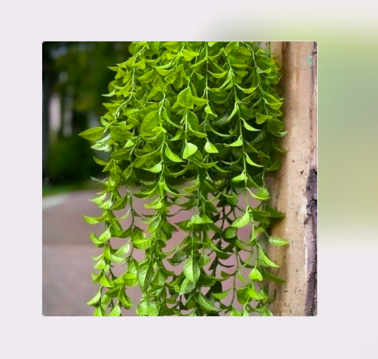 Cụm lá rủ giả, dây leo trang trí, cụm lá treo tường trang trí ban công nhà cửa, nhà hàng, quán ăn
