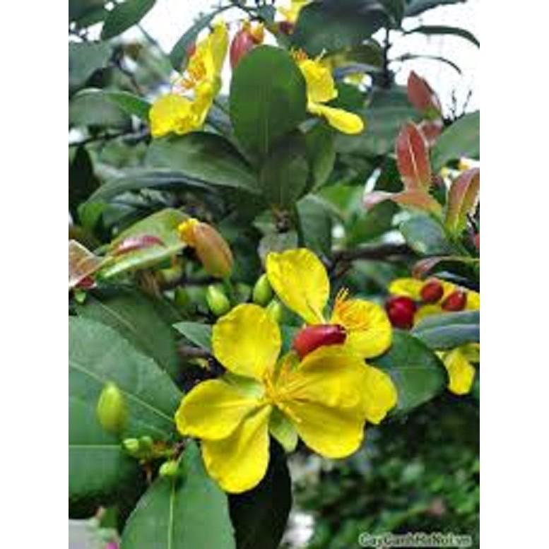 CÂY GIỐNG MAI VÀNG 5 CÁNH ĐƠN