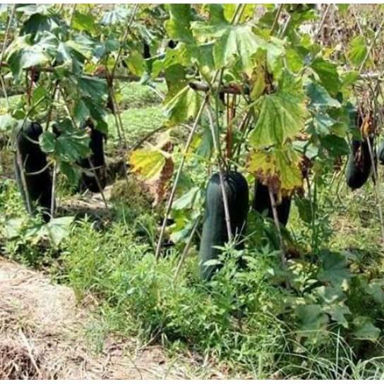 70H - Hạt giống bí đao đen khổng lồ Nhập khẩu nguyên bao bì