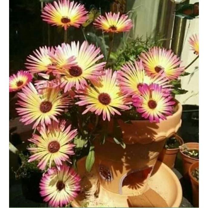 Hạt giống hoa 10h Châu Phi Mix - Gói 20 Hạt