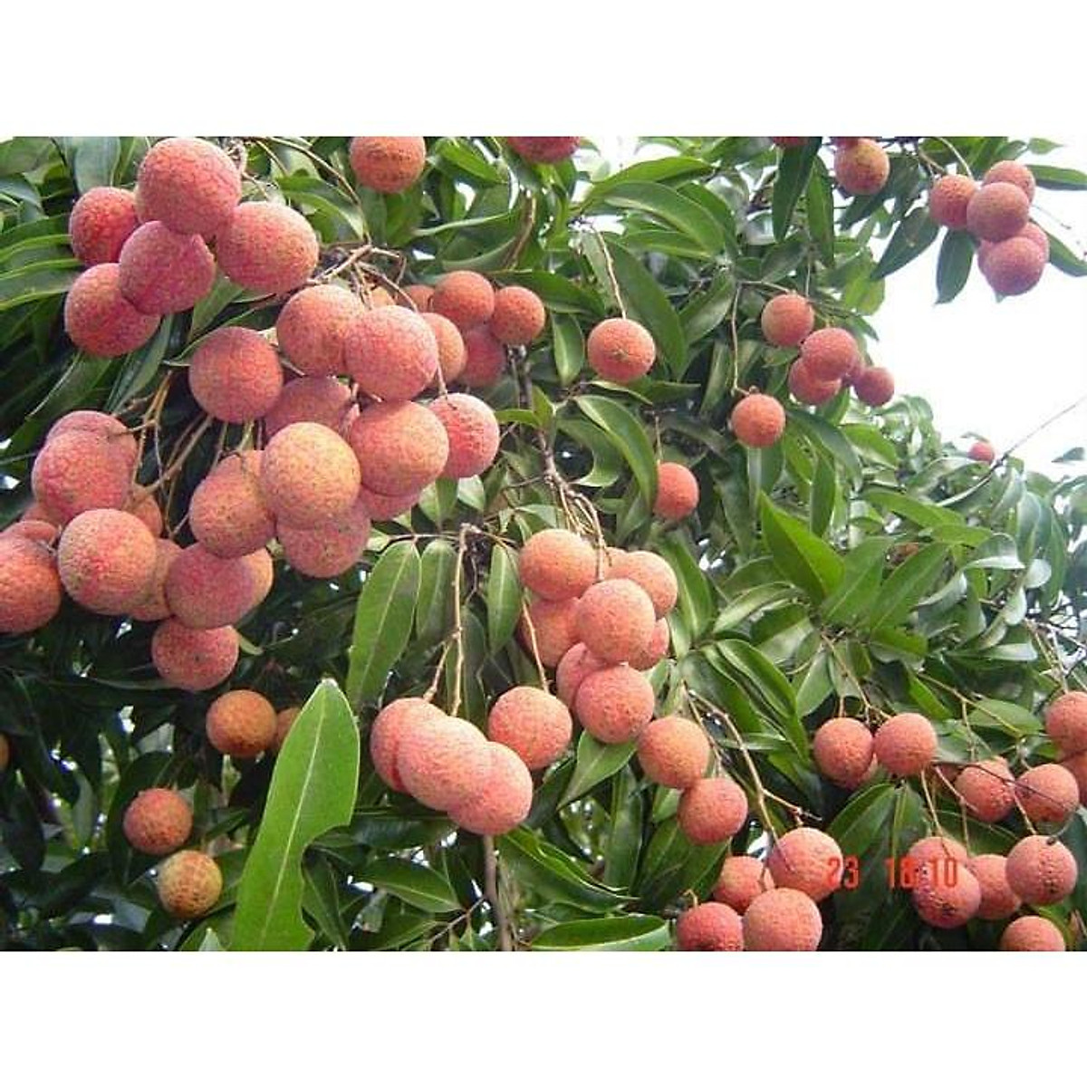 CÂY GIỐNG VẢI KHÔNG HẠT )