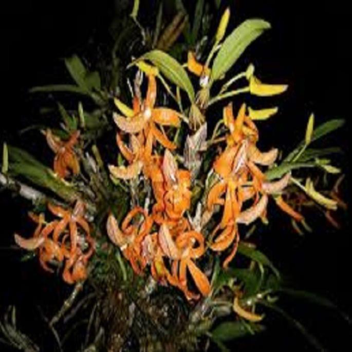 Hoa lan hoàng thảo đơn cam