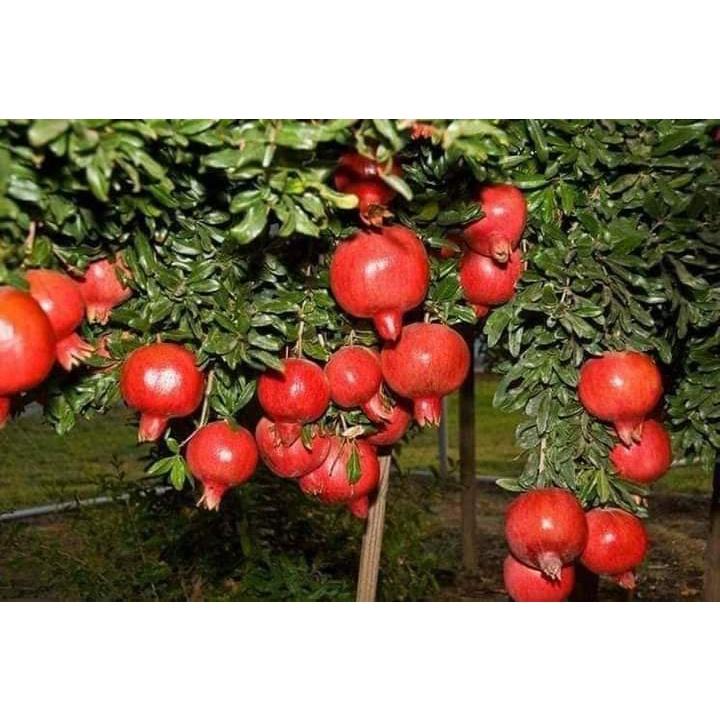 Cây giống lựu đỏ ấn độ cho trái siêu sớm