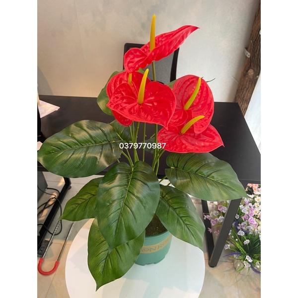 Cây hồng môn giả - Chậu phủ rêu 80cm