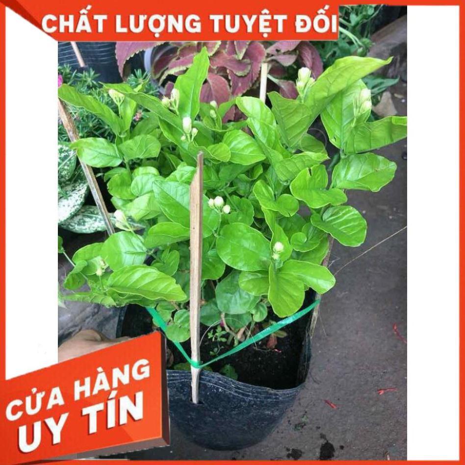 Cây hoa nhài Nhiều Người Mua