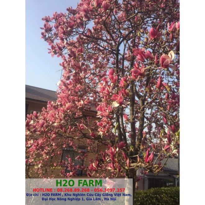 Cây hoa mộc lan + Tặng 01 cây dâu da đất