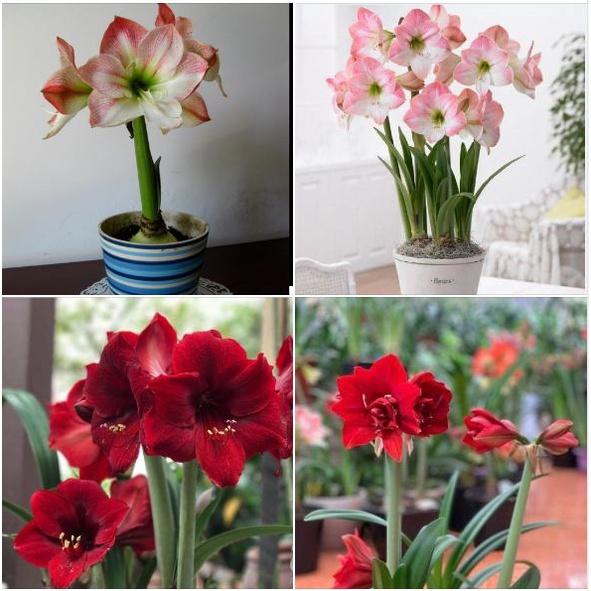 2 củ giống hoa huệ tây -màu chuẩn .mùi thơm nhẹ