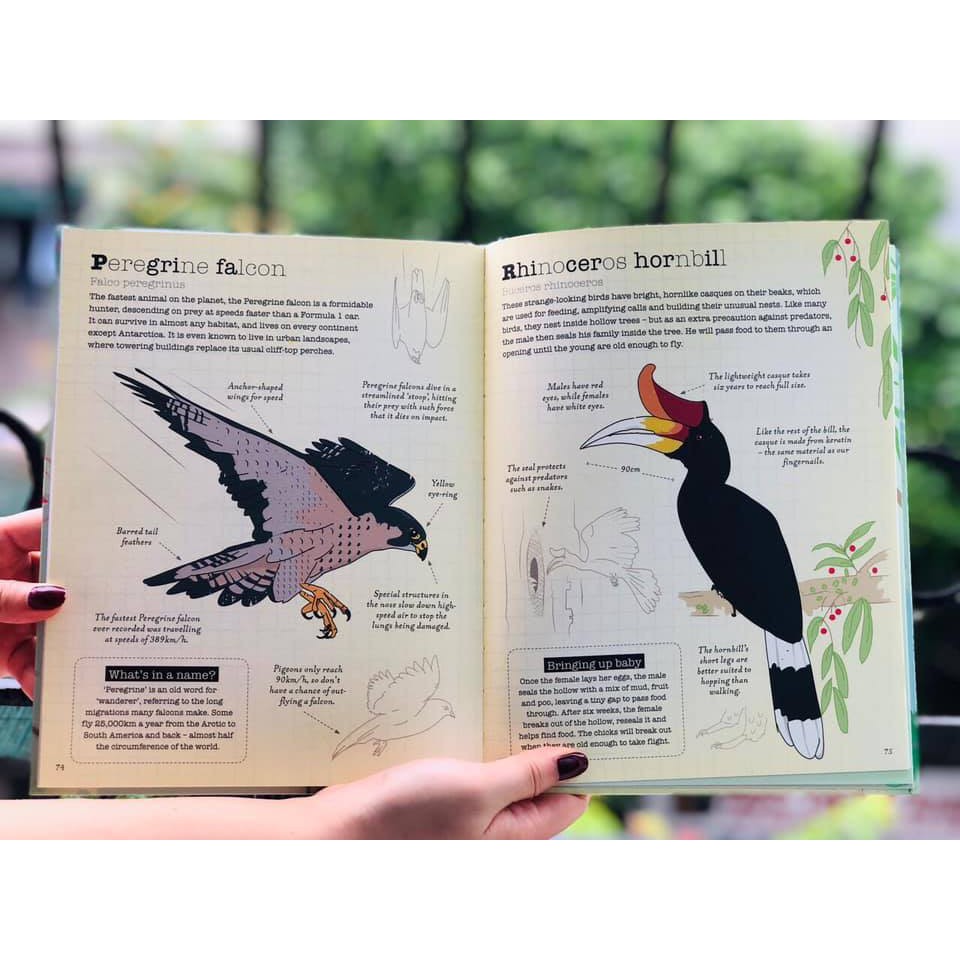 Sách: Thế giới các loài Chim - A World of Birds