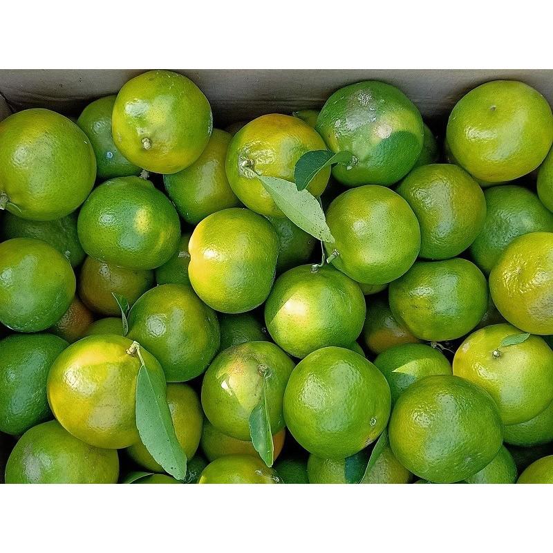 Cây giống Quýt đường Da xanh , siêu sớm .