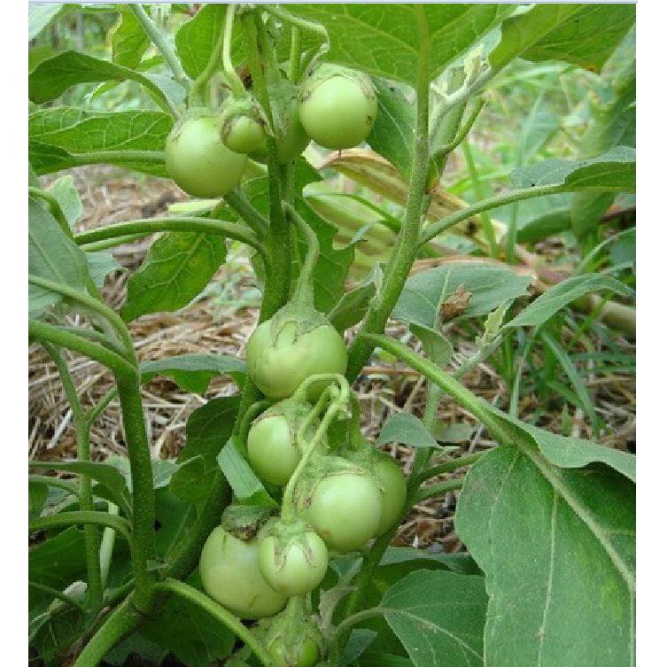 Hạt Giống Cà Pháo Xanh. 2gr/gói