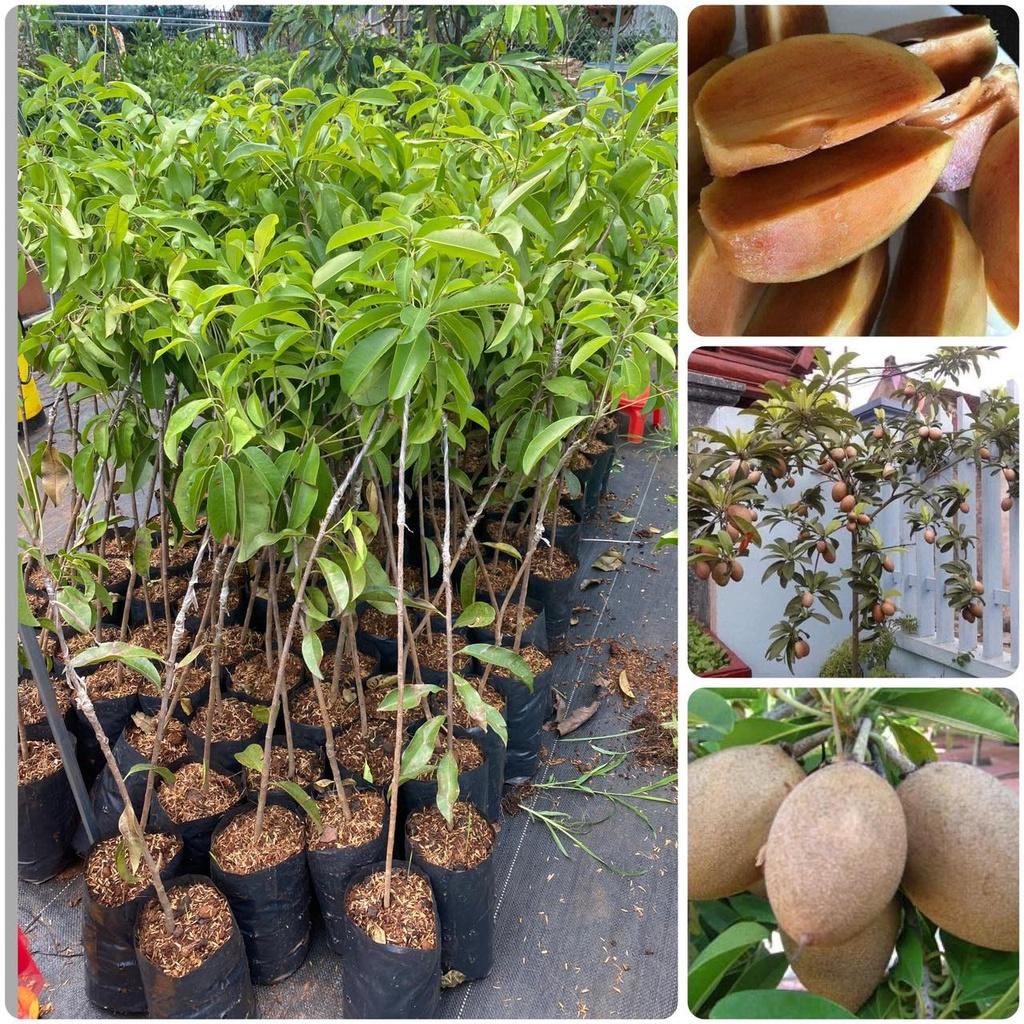 Cây giống Hồng Xiêm ghép