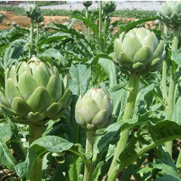 COMBO 9 Gói CÂY VỊ THUỐC VIỆT NAM