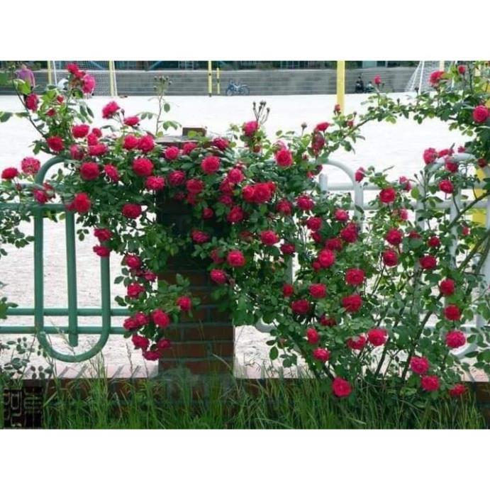 Cây giống hoa hồng leo pháp sai bông đủ màu + Tặng 01 cây dâu da đất