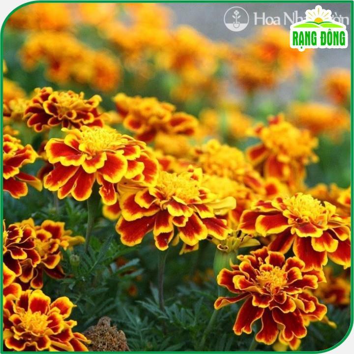 Hạt giống Hoa Cúc Vạn Thọ Pháp Ban Mai Rd 835 (0,1g~80 hạt) thân cao 30-35cm, thích hợp trồng chậu - Hạt giống Rạng Đông