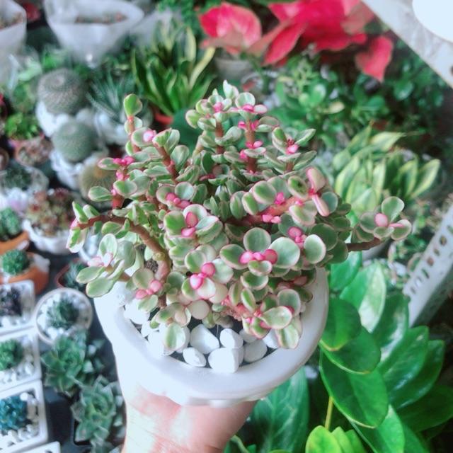 Chậu Cây Đô La Hồng