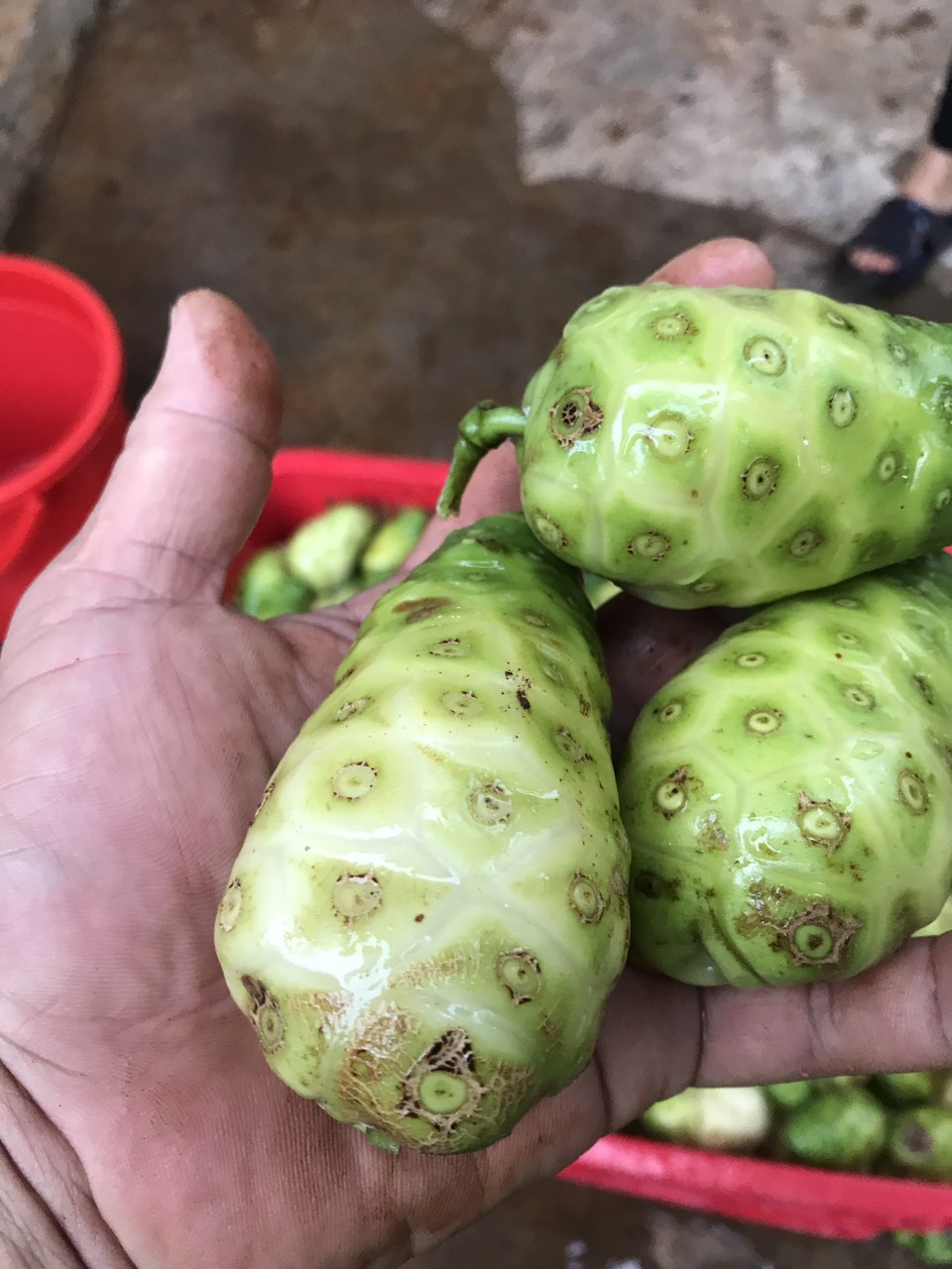 Viên trái nhàu 300g