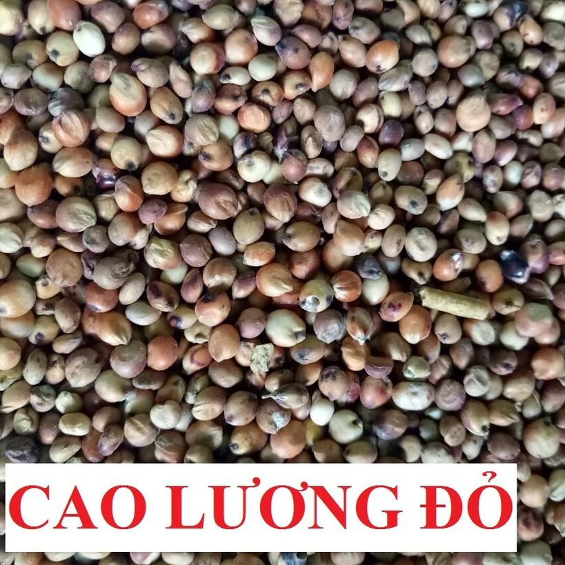 100G HẠT BO BO ĐỎ CHO CHIM,VẸT,HAMSTER VÀ THÚ CƯNG NHỎ