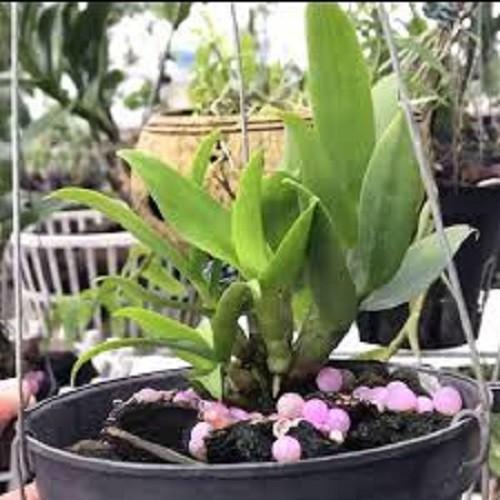 COMBO 5 Loại Phân Bón Thông Minh RYNAN - PHÂN TAN CHẬM THÔNG MINH RYNAN