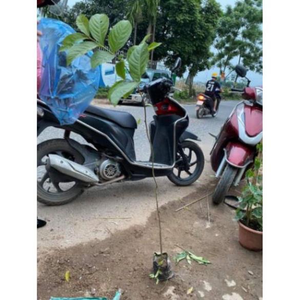 Sản phẩm CÂY GIỐNG BẰNG LĂNG