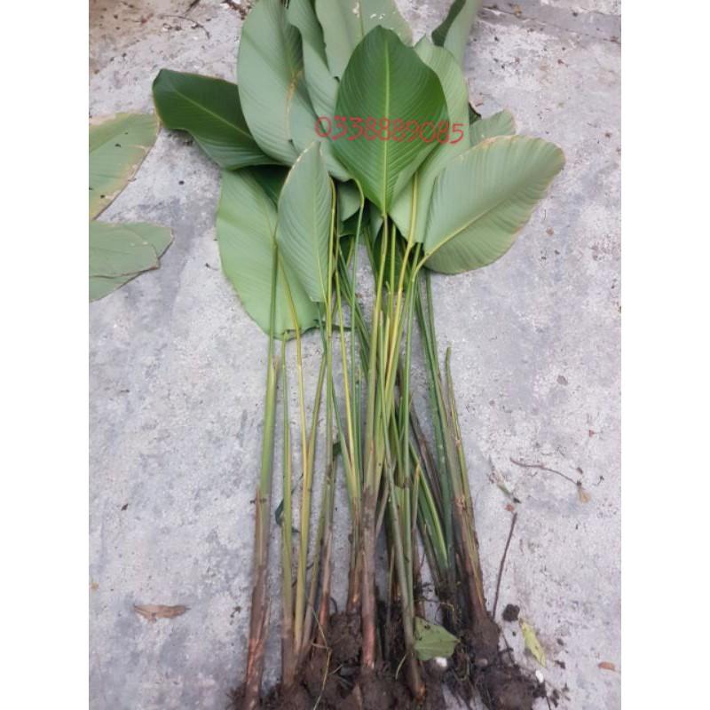 10 Cây Giống Dong Riềng Làm Cảnh 60cm 981SP