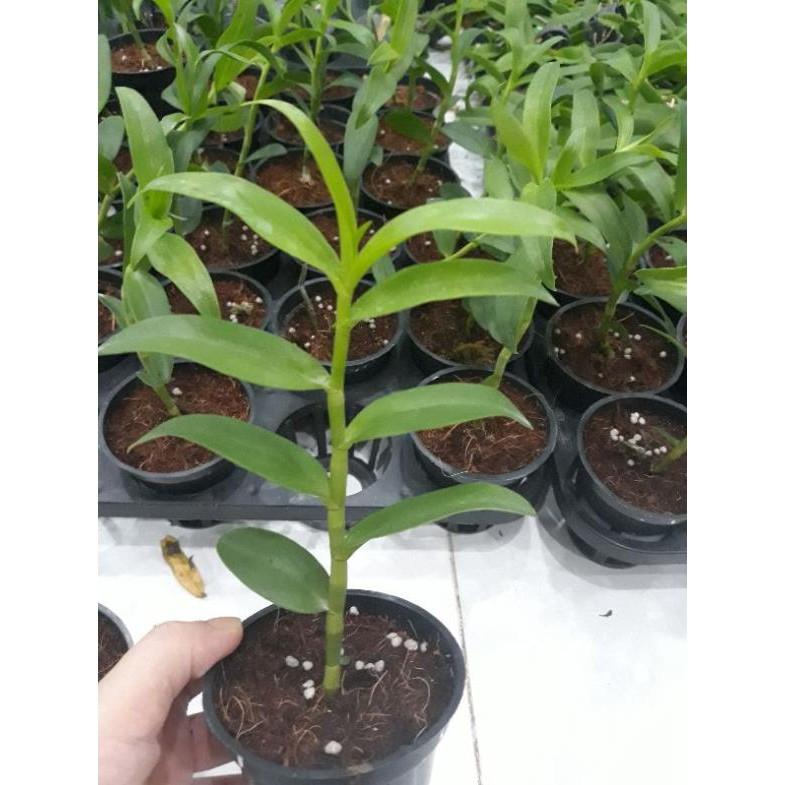 Hoa phong lan - 5ct hiển oanh