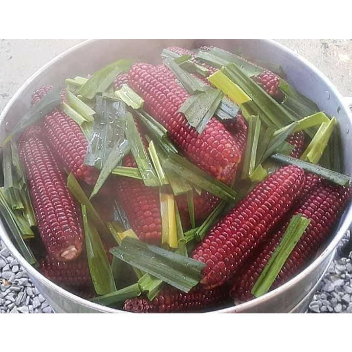 Hạt giống bắp nữ hoàng đỏ