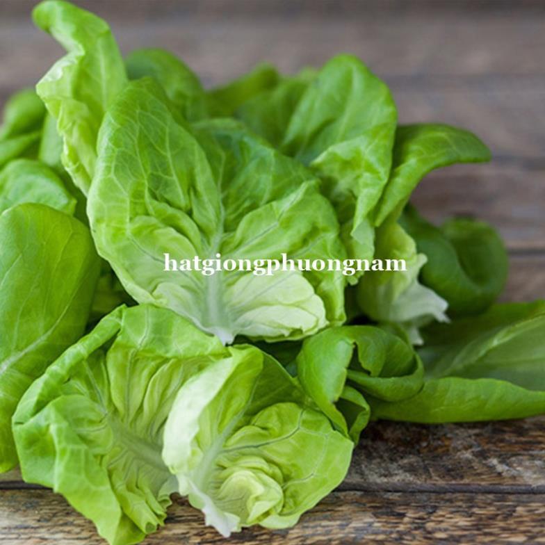 2GR - HẠT GIỐNG XÀ LÁCH BÚP MỠ