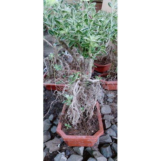 Bạch Tuyết Mai Bonsai