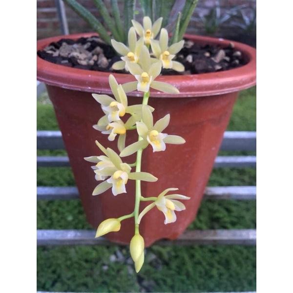 Lan kiếm vàng cánh bầu Hải Phòng